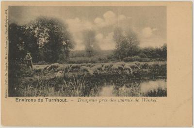 Environs de Turnhout. - Troupeau près des marais de Winkel.