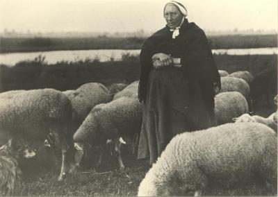 Herderin met grazende schapen