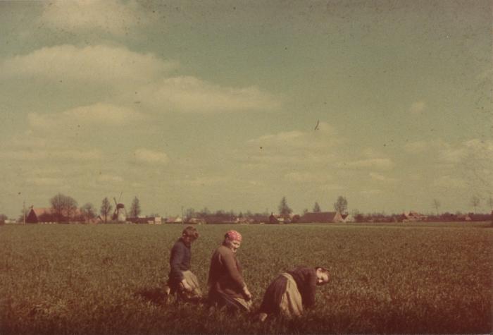 Landleven / wieden van het veld