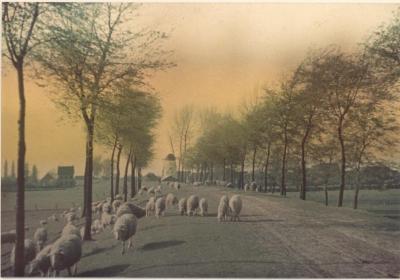 Grazende schapen met windmolen op achtergrond