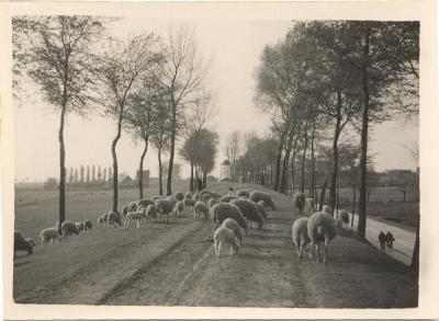 Grazende schapen met windmolen op achtergrond