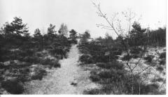 Zandheuvel (De konijnenberg) 