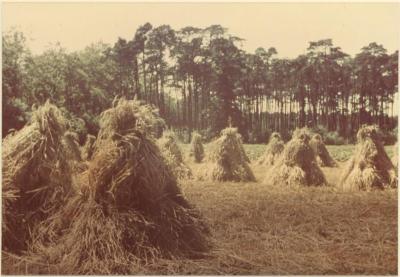 Landschappen / ongeïdentificeerd