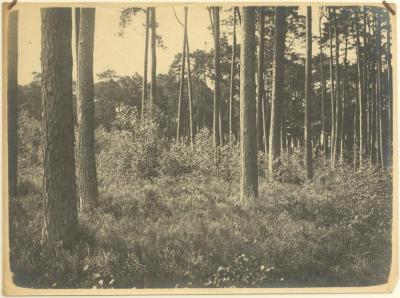 Landschappen / ongeïdentificeerd