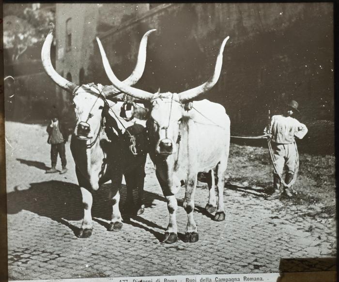 Rome: boeufs à Rome