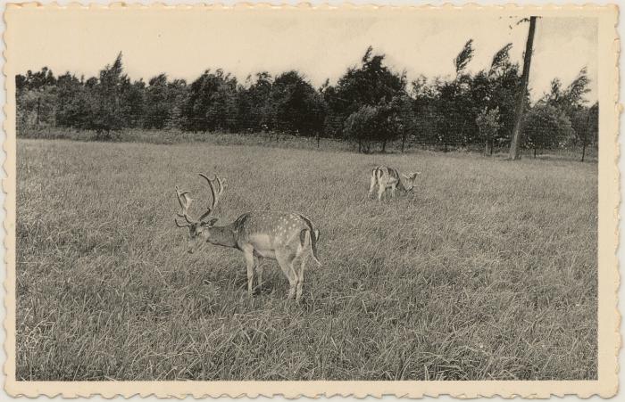 Turnhout Stadspark - Hertenpark.