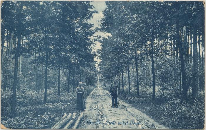 Gierle. Zicht in het Bosch