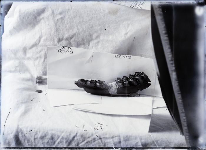 Voorhist.dierenkaakbeen