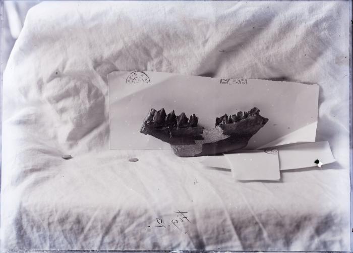 Voorhist.dieren kaakbeen