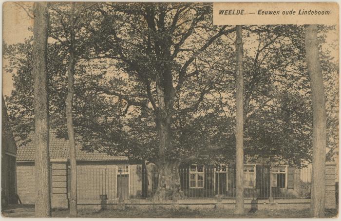 Weelde. - Eeuwen oude Lindenboom