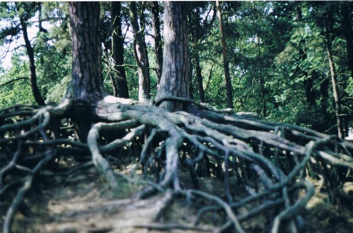 Bovengrondse boomwortels
