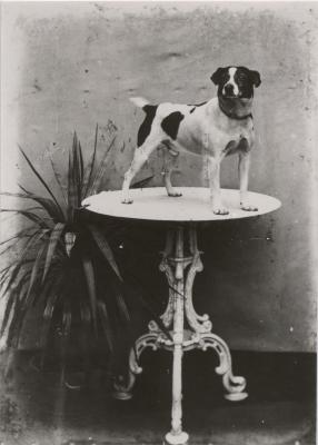 Varia / dieren / hond op tafel