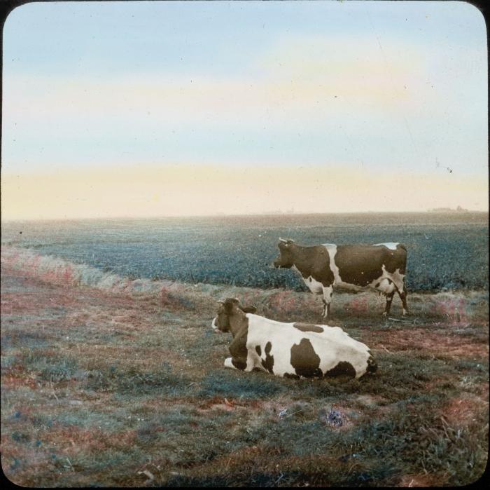 [Oosterweel] P.V.Hal 