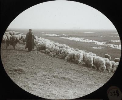 Saeftingen Herder en schapen P.V.Hal