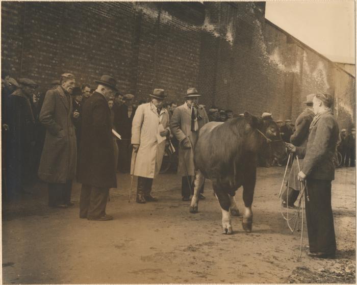 Kasteeldreef. dierenmarkt