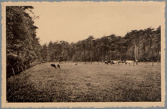 Zoersel Zoo omschiep de taaie arbeid der Kempische boeren de dorre heide tot weelderige bossen en malse weiden.