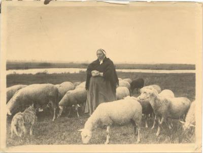 Schaapsherderin met kudde grazende schapen en hond