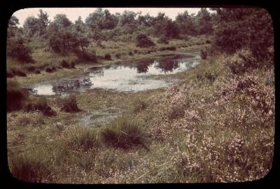 Oud-Turnhout - Lierman