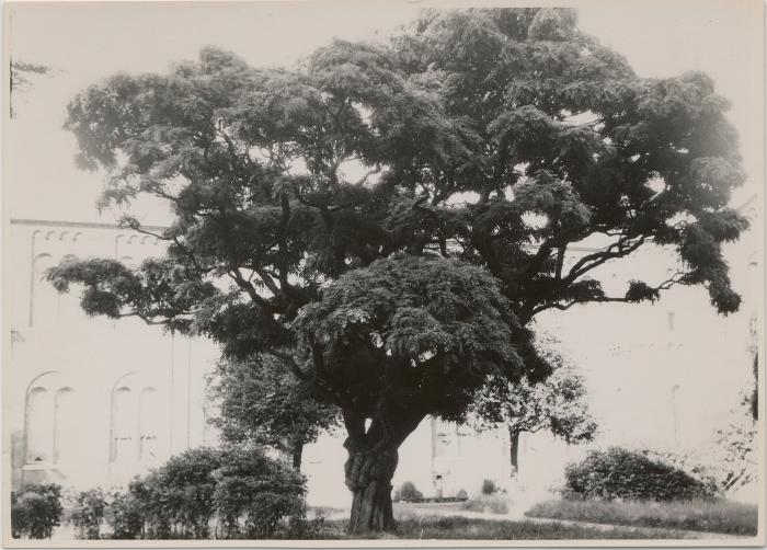 Warandestraat / oud gasthuis / bomen rond gebouw
