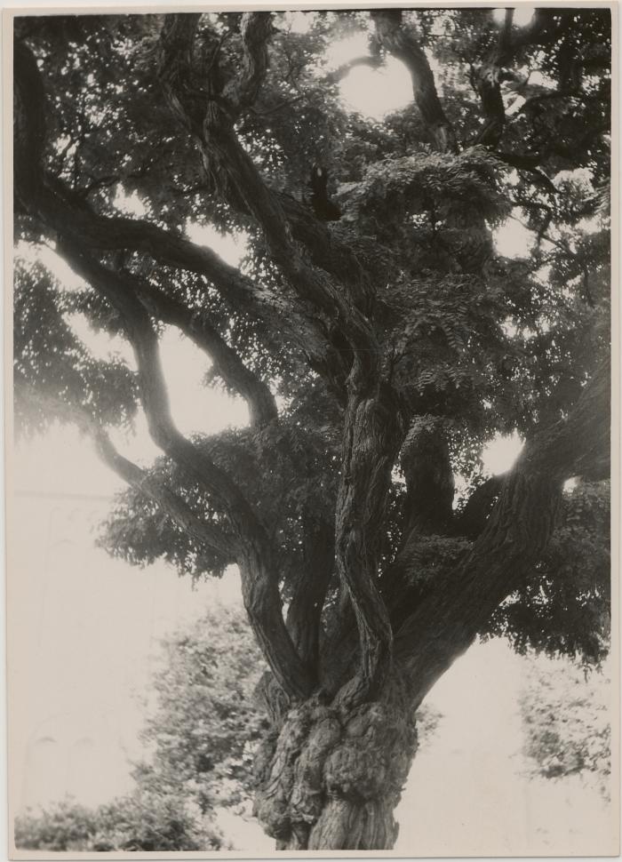 Warandestraat / oud gasthuis / bomen rond gebouw
