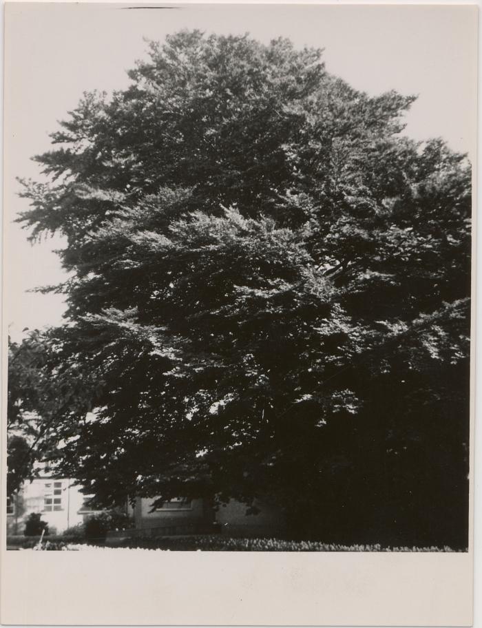 Warandestraat / oud gasthuis / bomen rond gebouw
