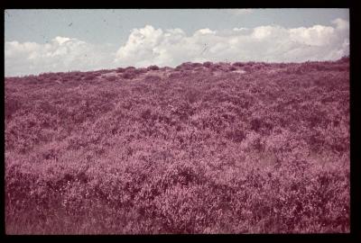 Oud-Turnhout - Lierman