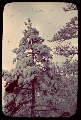 Bedolven boom onder zware sneeuw