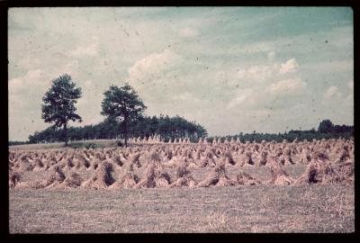 Graanhalmen, opgebonden tot schoven en netjes op een rij in een veld te Retie. 