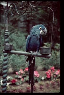 Blauwe, vastgeketende papegaai