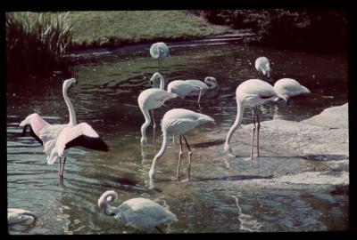 Drinkende flamingo's [in de dierentuin van Antwerpen]