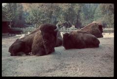 Liggende bizons [in de dierentuin van Antwerpen]