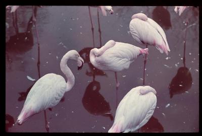 Wit/roze flamingo's [in de dierentuin van Antwerpen]