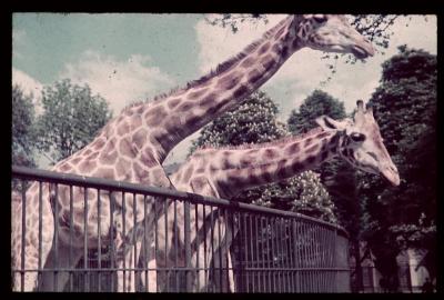 Giraffen [in de dierentuin van Antwerpen]