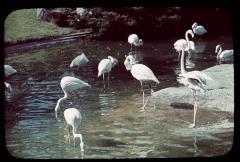 Drinkende, wit/roze flamingo's [in de dierentuin van Antwerpen]