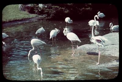 Drinkende, wit/roze flamingo's [in de dierentuin van Antwerpen]
