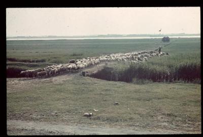 Een kudde schapen temidden het polderlandschap aan de Schelde