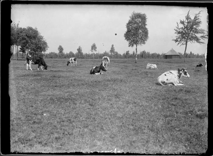 Zicht op Boone's Blijk. Wei met koeien.