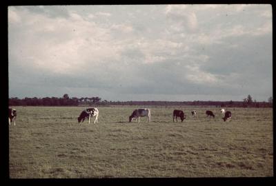 Grazende koeien
