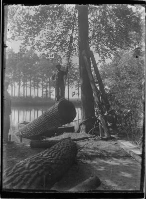 Grote omgehakte boom in Boone's Blijk