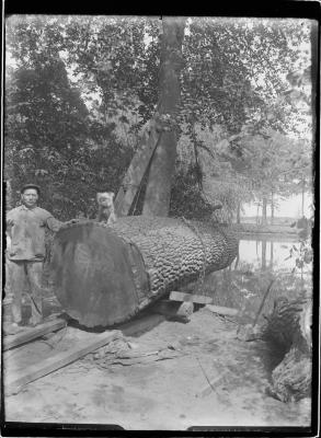 Grote omgekapte boom in Boone's Blijk