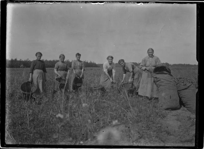 Heizijde kerstbomen op de akker mat arbeidsters.
