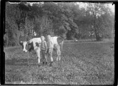  Jonge Caron's (oudste zonen) met koe.