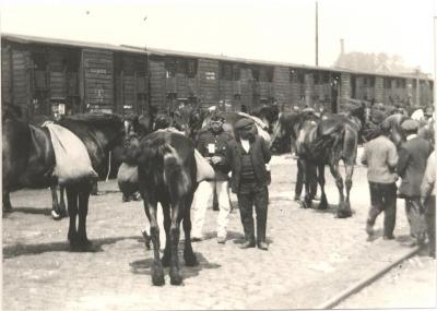 Opeisingen van de paarden tijdens WO I