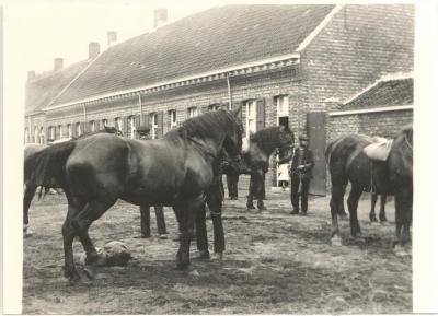 Opeisingen van de paarden tijdens WO I