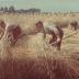 Landleven / veldarbeid - binnenhalen van de oogst
