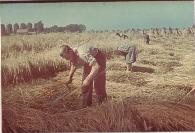 Landleven / veldarbeid - binnenhalen van de oogst
