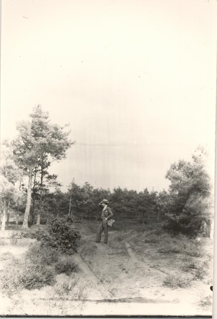 Natuurzicht / Karrespoor in het bos