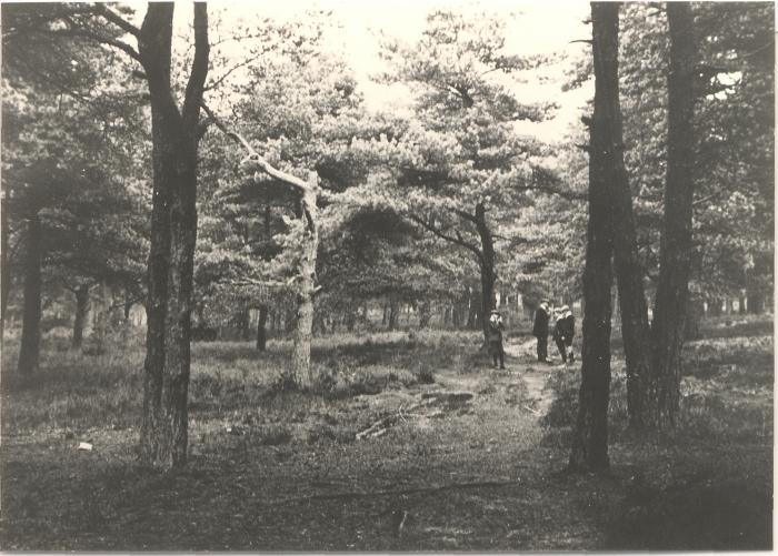 Landschappen - Bossen