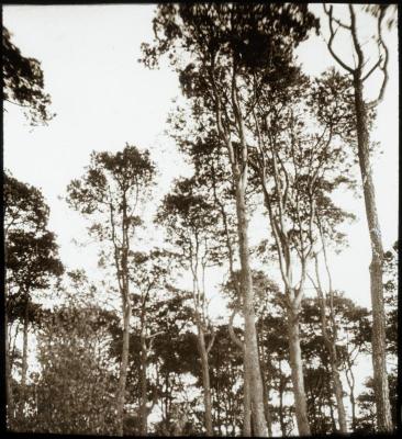 Corsendonck-bomen