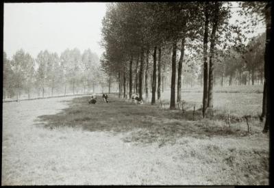 Cruybeke - landschap - V. Hal